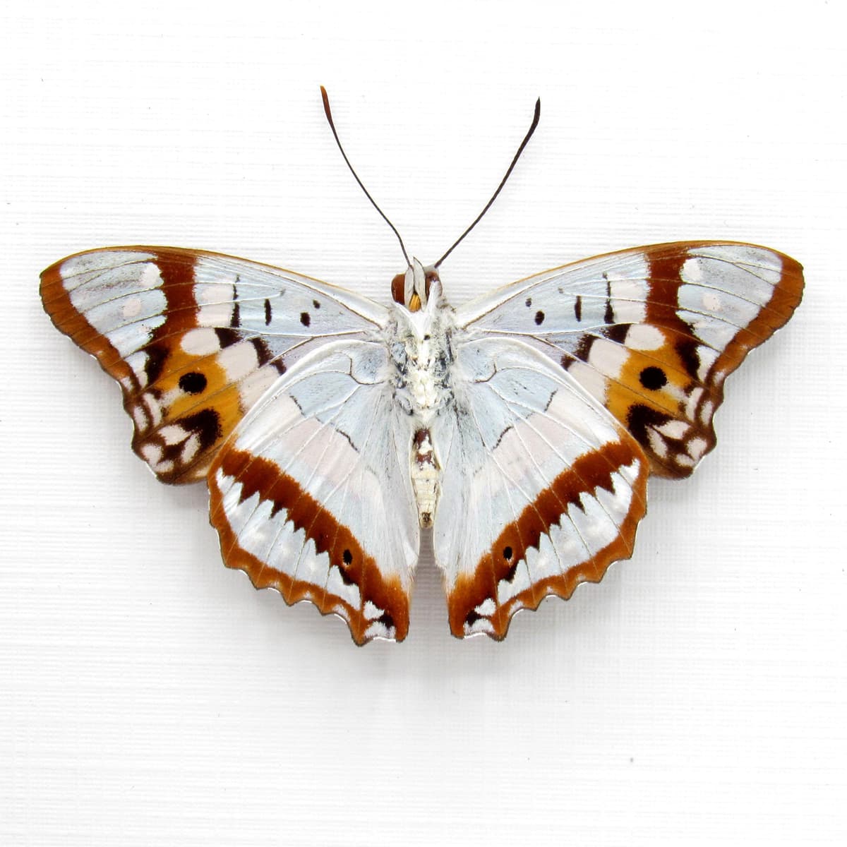 Real Pearlescent Indian Purple Emperor butterfly framed taxidermy - Mimathyma ambica miranda - Victorian mount