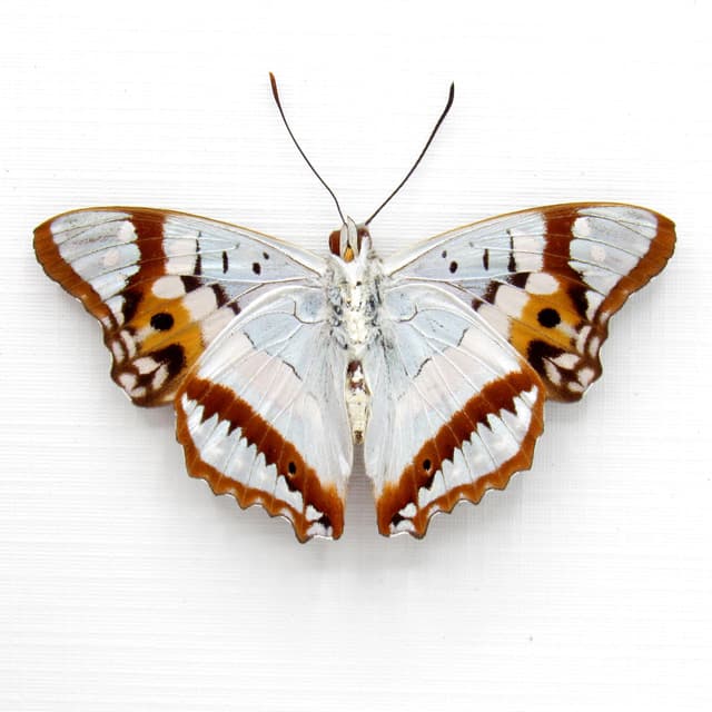Real Pearlescent Indian Purple Emperor butterfly framed taxidermy - Mimathyma ambica miranda - Victorian mount