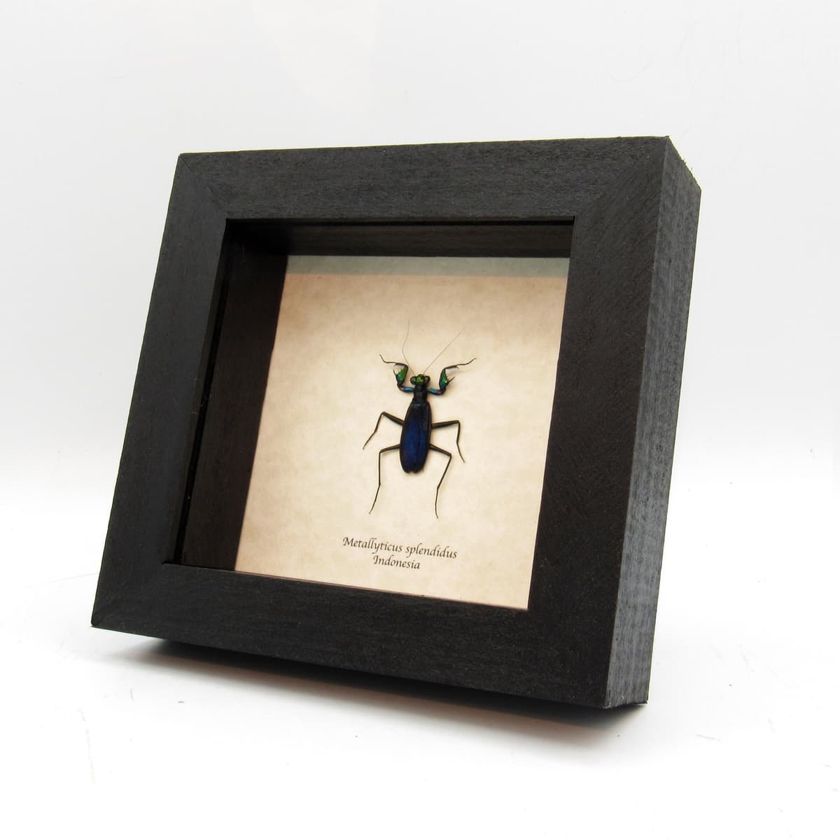 Real metallic mantis framed taxidermy - Metallyticus splendidus - female