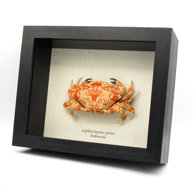 Real Mosaic Reef Crab framed taxidermy - Lophozozymus pictor