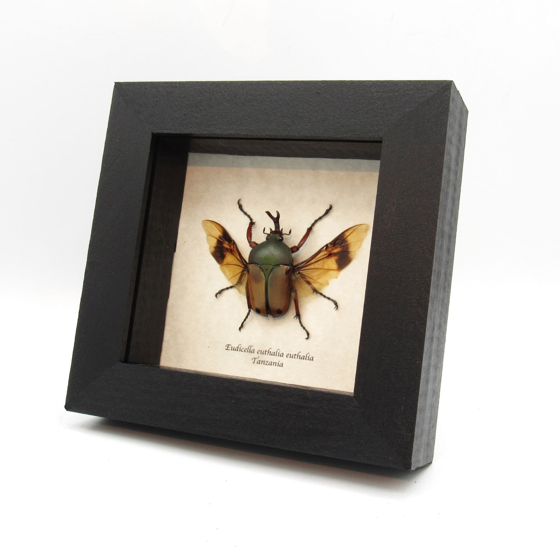 Real Flower beetle framed taxidermy - Eudicella euthalia euthalia