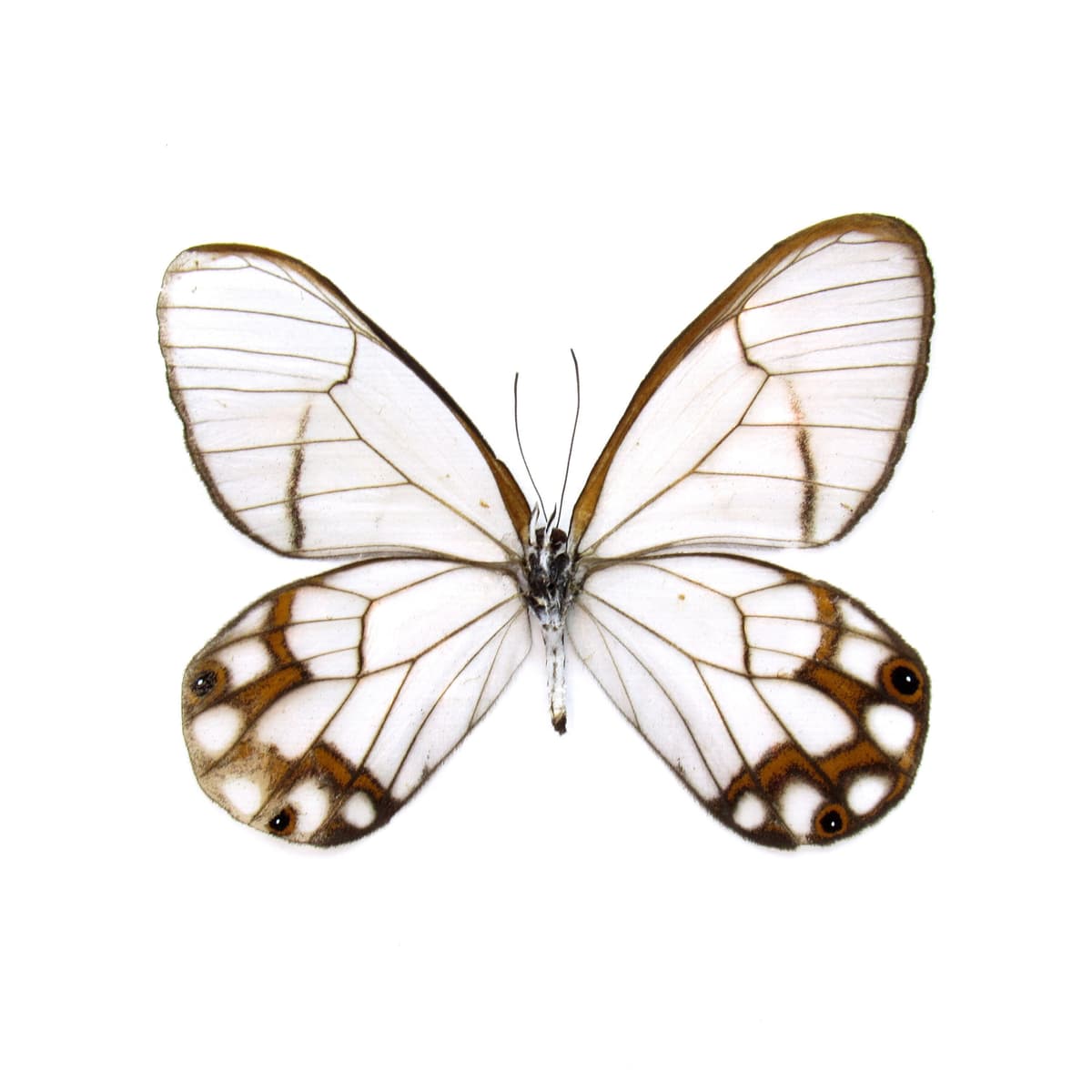 Real Glasswing butterfly framed taxidermy - Haetera hypaesia