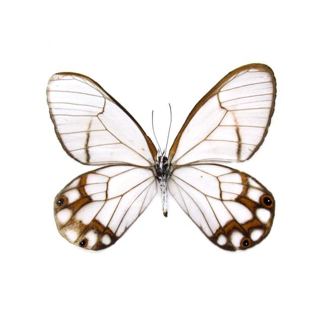 Real Glasswing butterfly framed taxidermy - Haetera hypaesia