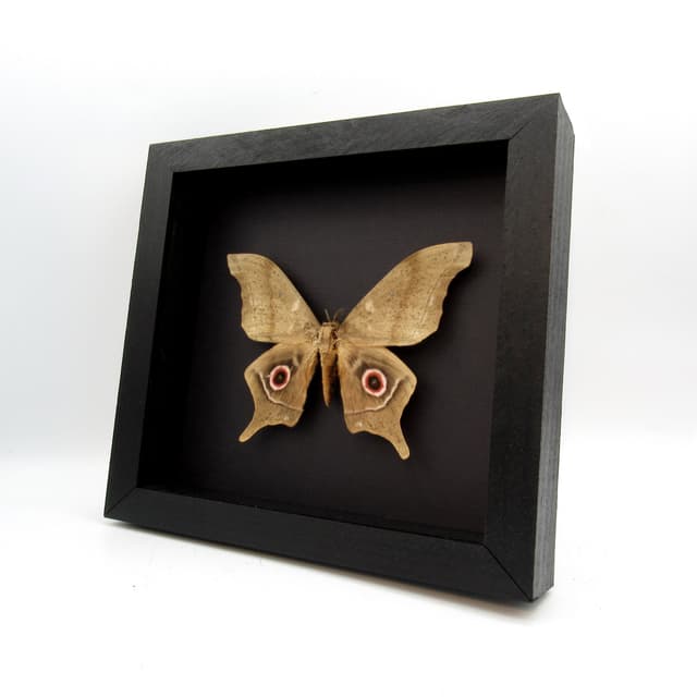 Real XL Saturn moth framed taxidermy - Imbrasia truncata