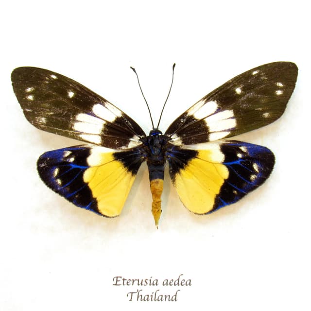 Rare yellow Day Flying moth framed taxidermy - Eterusia aedea