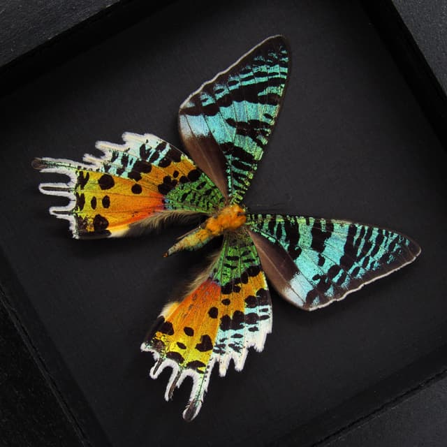 Real Rainbow Sunset moth framed taxidermy - Urania ripheus