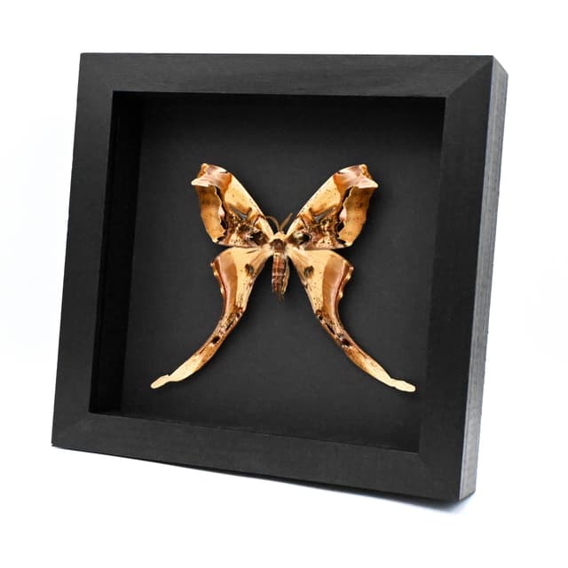Rare Giant Saturn moth framed taxidermy - Copiopteryx derceto - female