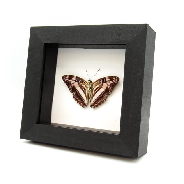 Real lavender butterfly framed taxidermy - Adelpha species - Victorian mount