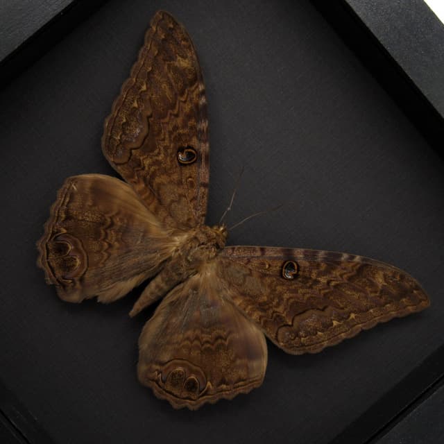 Real XL Black Witch moth framed taxidermy - Ascalapha odorata