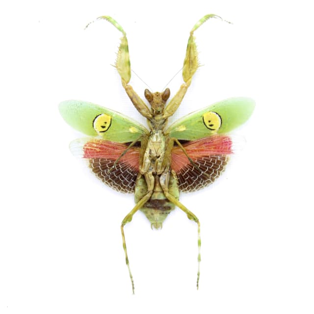 Real Indian Flower Mantis framed taxidermy - Creobroter gemmatus - female