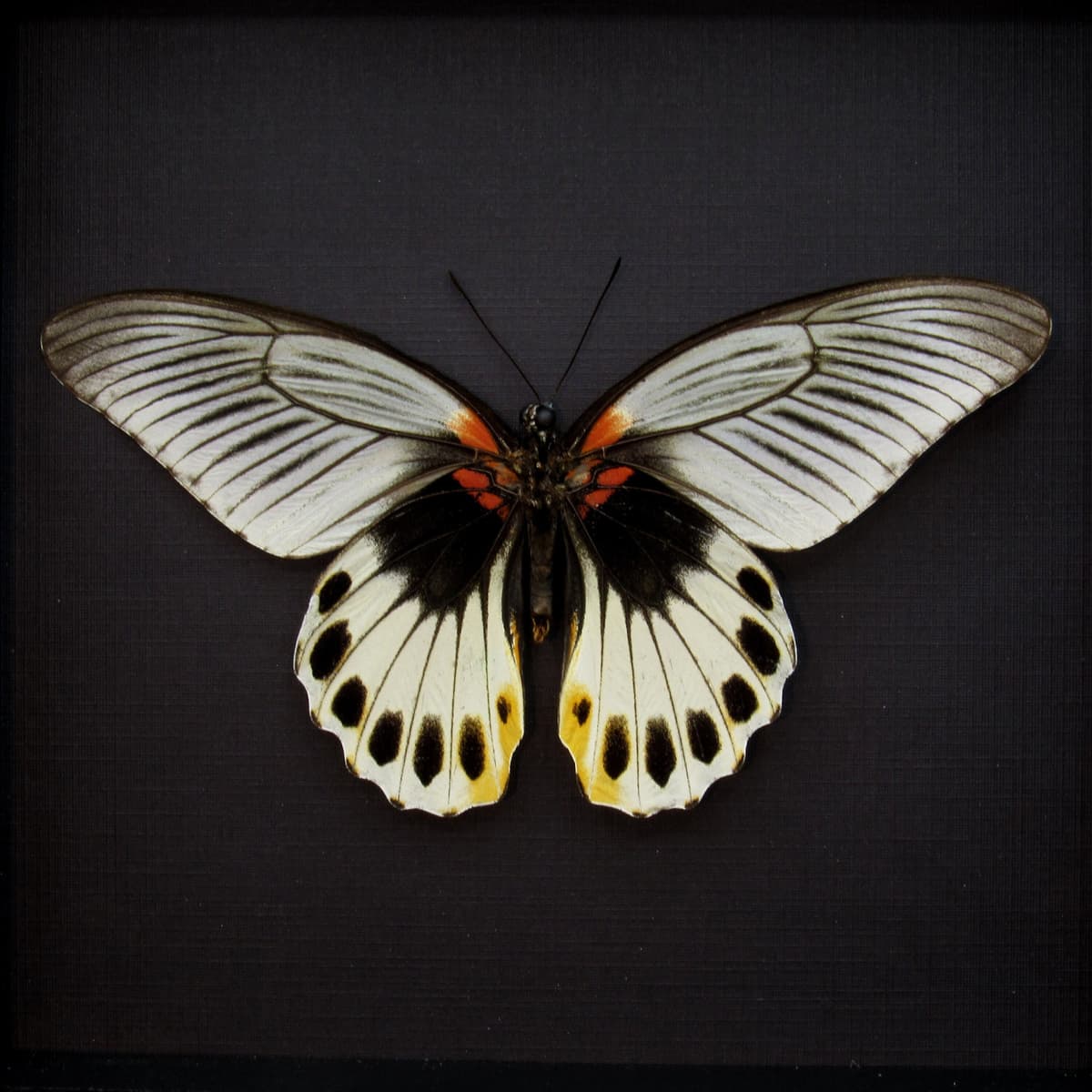 Rare Great Mormon butterfly framed taxidermy - Papilio memnon christianae - female - Victorian mount
