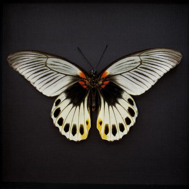 Rare Great Mormon butterfly framed taxidermy - Papilio memnon christianae - female - Victorian mount