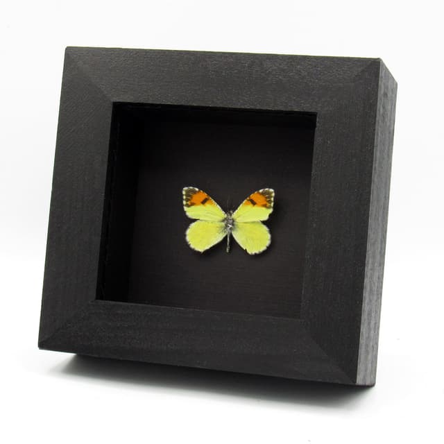 Real tiny Orange-tip butterfly framed taxidermy - Anthocharis pima
