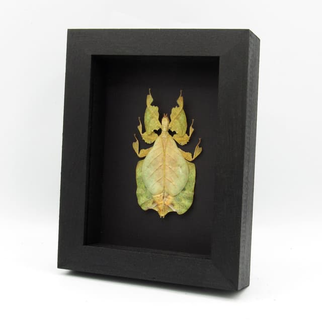 Rare yellow/green Walking Leaf bug framed taxidermy - Phyllium pulchrifolium