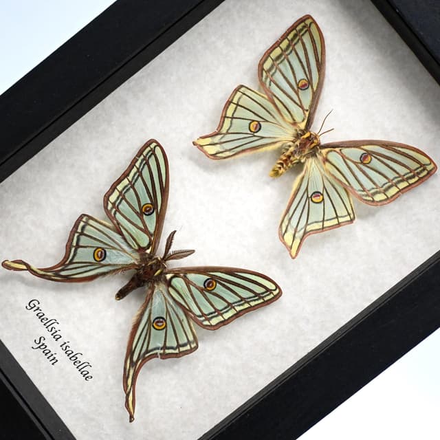 Rare Spanish Moon moths framed - Graellsia isabellae - M+F pair