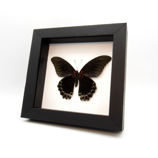 Real Great Mormon butterfly framed taxidermy - Papilio memnon