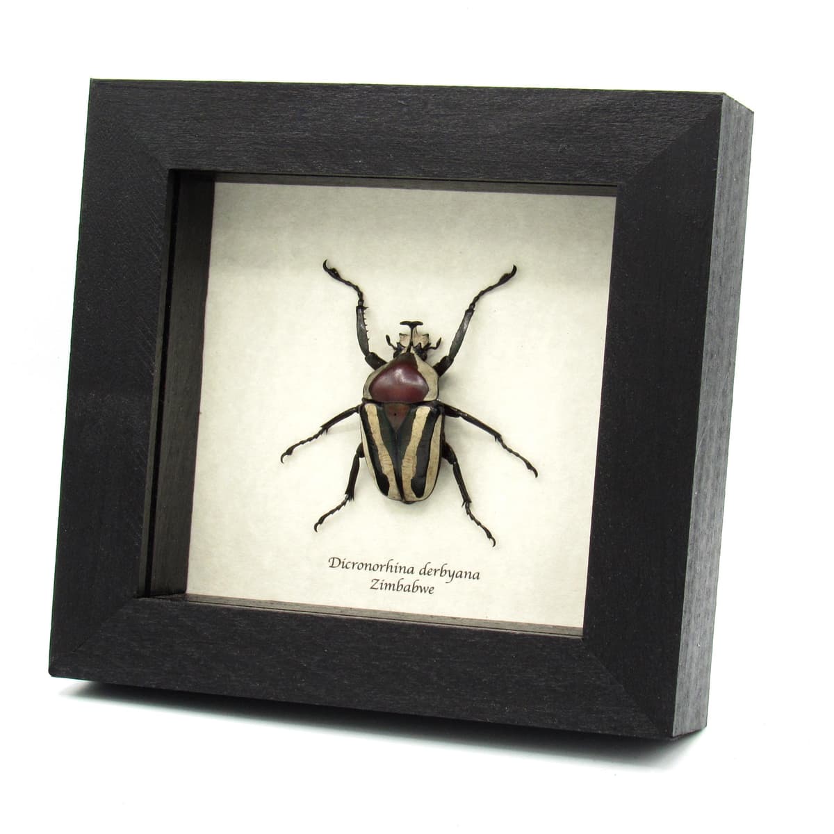 Real green and red scarab beetle framed taxidermy - Dicronorhina derbyana - 2