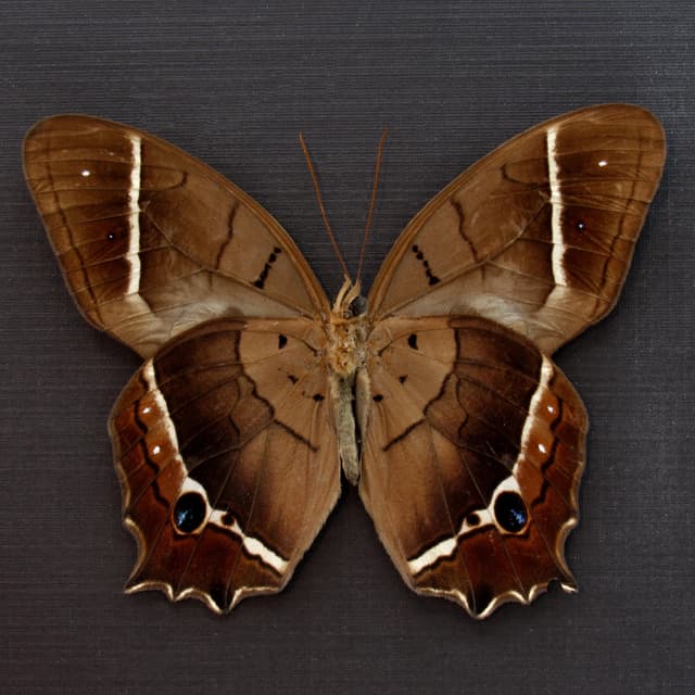 Rare Brown Morpho butterfly framed taxidermy - Antirrhea philaretes avernus