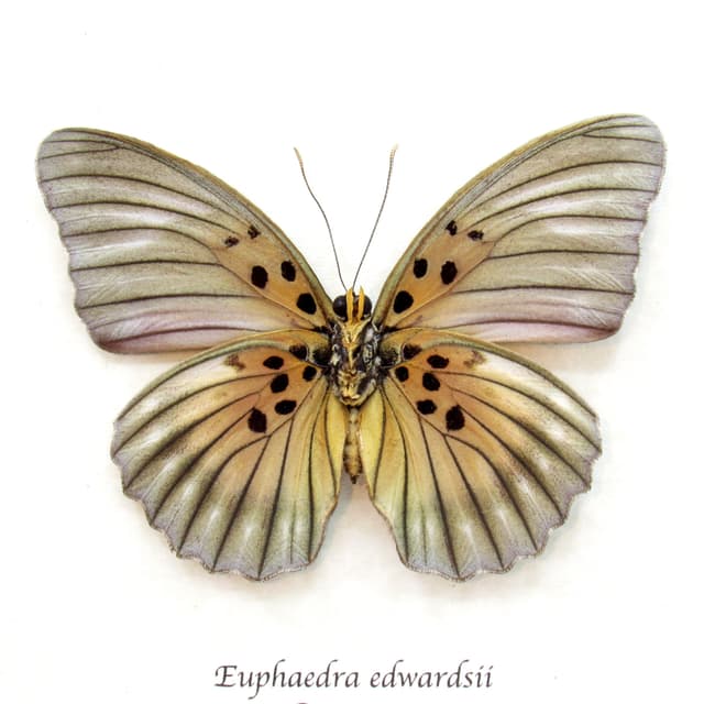 Real Forester butterfly framed taxidermy - Euphaedra edwardsii - large female