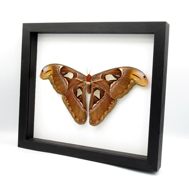 XL framed Atlas moth - Attacus atlas - female - Victorian mount - 9.9" wingspan
