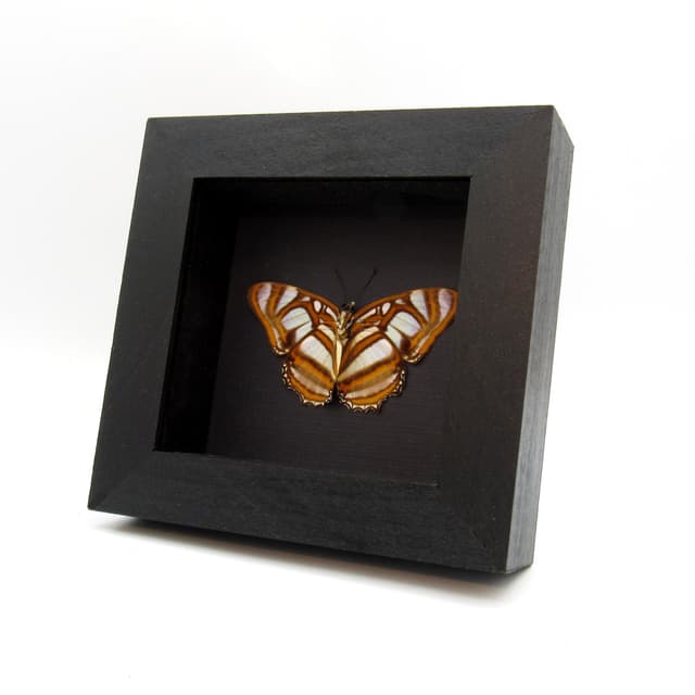 Real butterfly framed taxidermy - Metamorpha elissa - Victorian mount