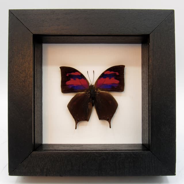 Real pink framed taxidermy butterfly - Anaea nessus
