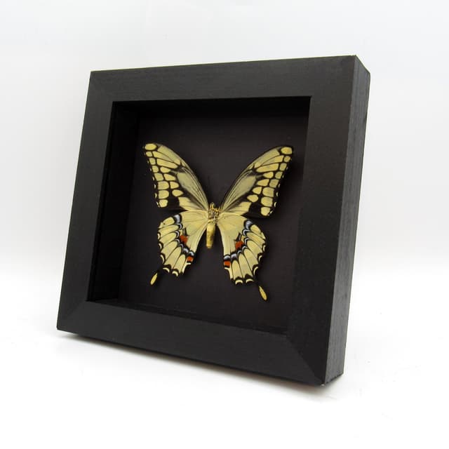 Real framed yellow Swallowtail butterfly taxidermy - Papilio cresphontes