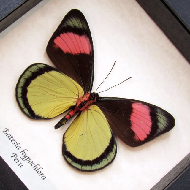 Real Pink Painted Beauty butterfly framed taxidermy - Batesia hypochlora