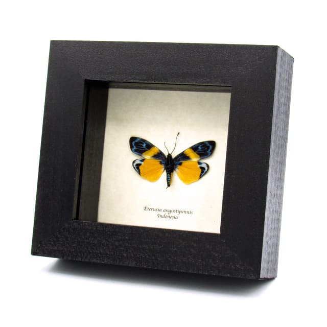 Real tiny day-flying moth framed taxidermy - Eterusia angustipennis  - female