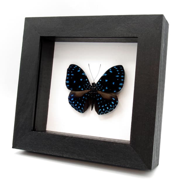 Real blue Starry Night butterfly framed taxidermy - Hamadryas velutina