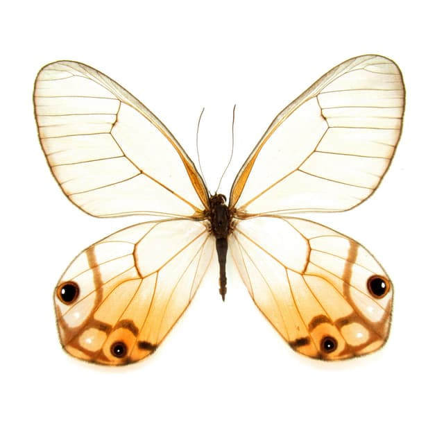 Rare female yellow Glass Wing butterfly framed taxidermy - Haetera piera negra - large female
