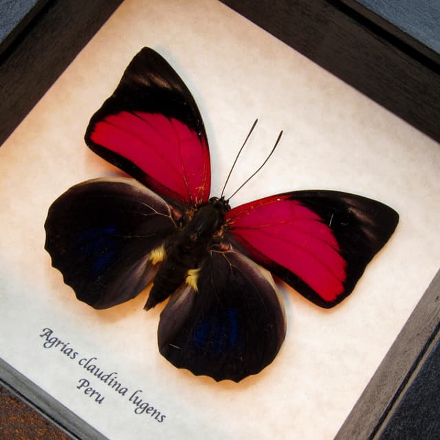 Real Brush-footed butterfly framed taxidermy - Agrias claudina lugens