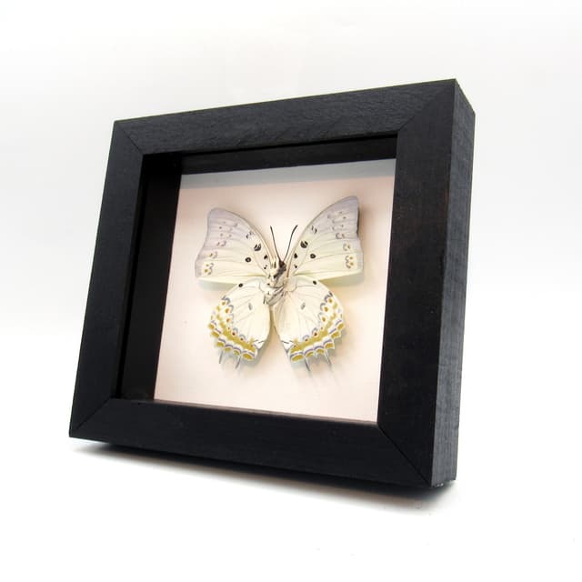 Real Jewel Nawab butterfly framed taxidermy - Polyura delphis concha
