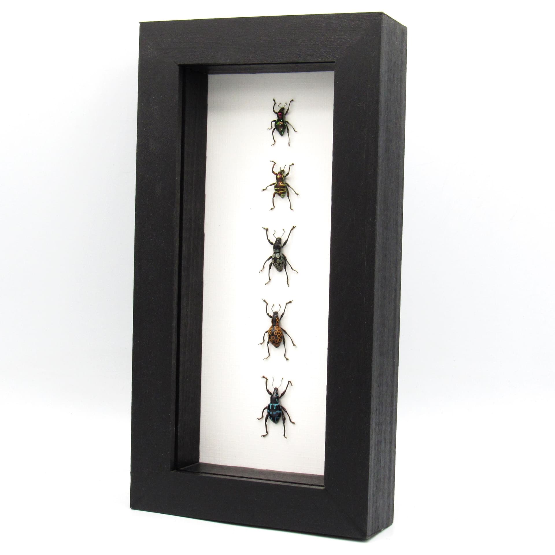 WEEVIL MANIA - real framed metallic weevil beetle collection