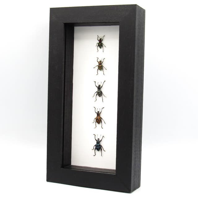 WEEVIL MANIA - real framed metallic weevil beetle collection