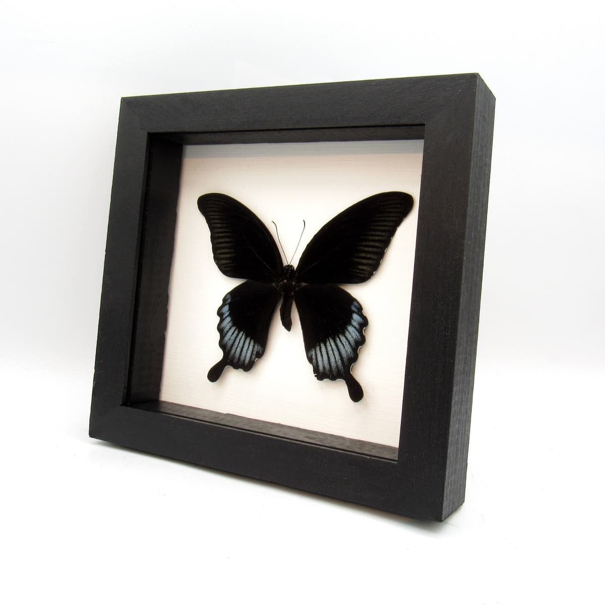 Real giant black swallowtail framed taxidermy - Papilio ascalaphus