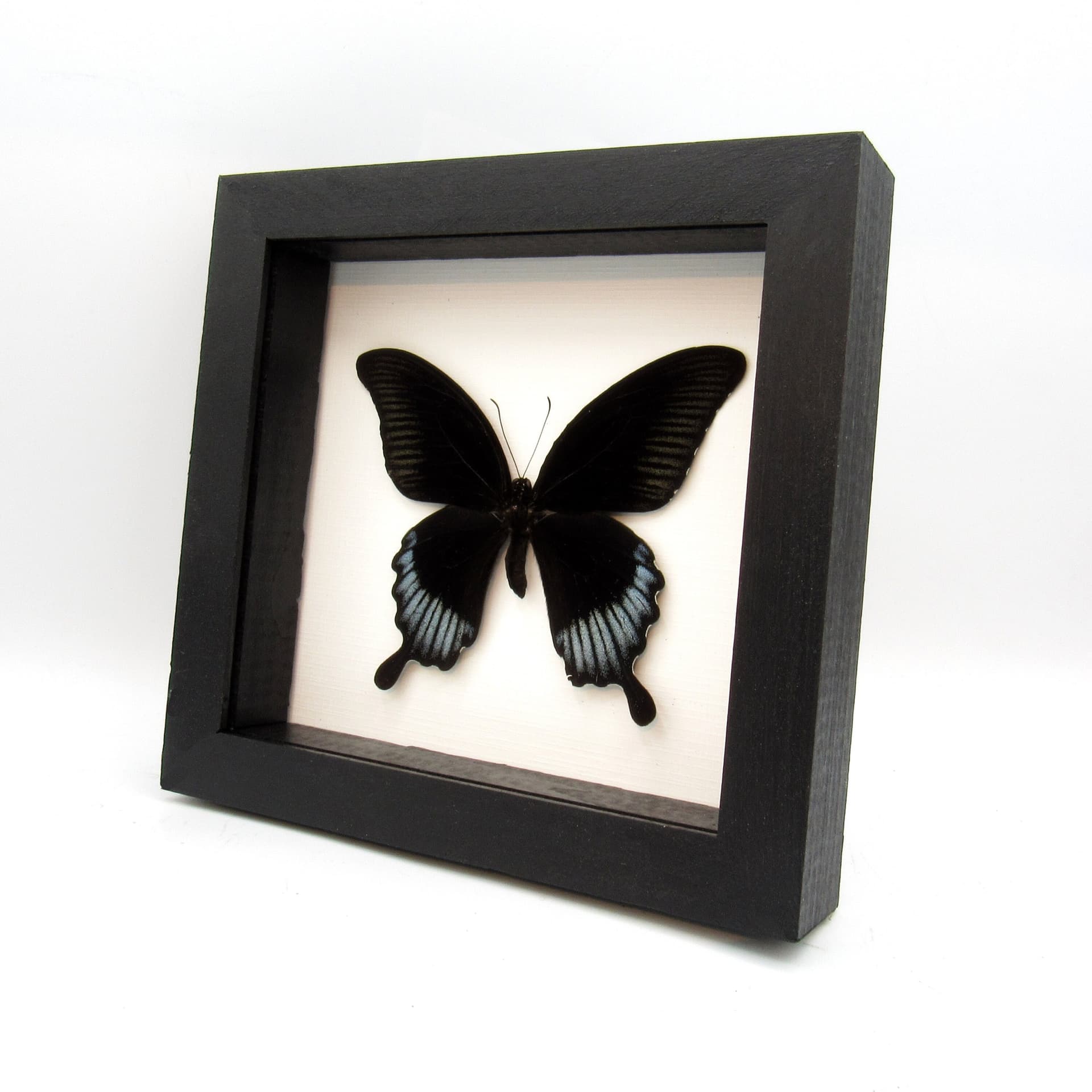 Real giant black swallowtail framed taxidermy - Papilio ascalaphus