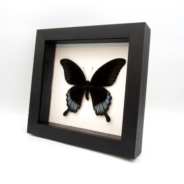 Real giant black swallowtail framed taxidermy - Papilio ascalaphus