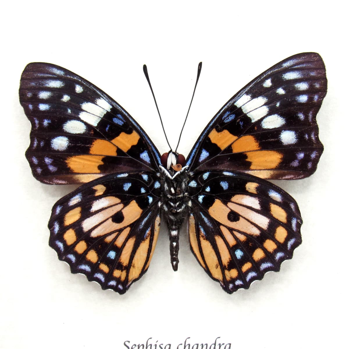 Real framed taxidermy stained glass butterfly - Sephisa chandra - 2