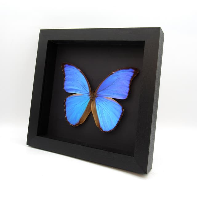 Real XL blue Morpho butterfly framed taxidermy - Morpho didius - 5.8 inch wingspan