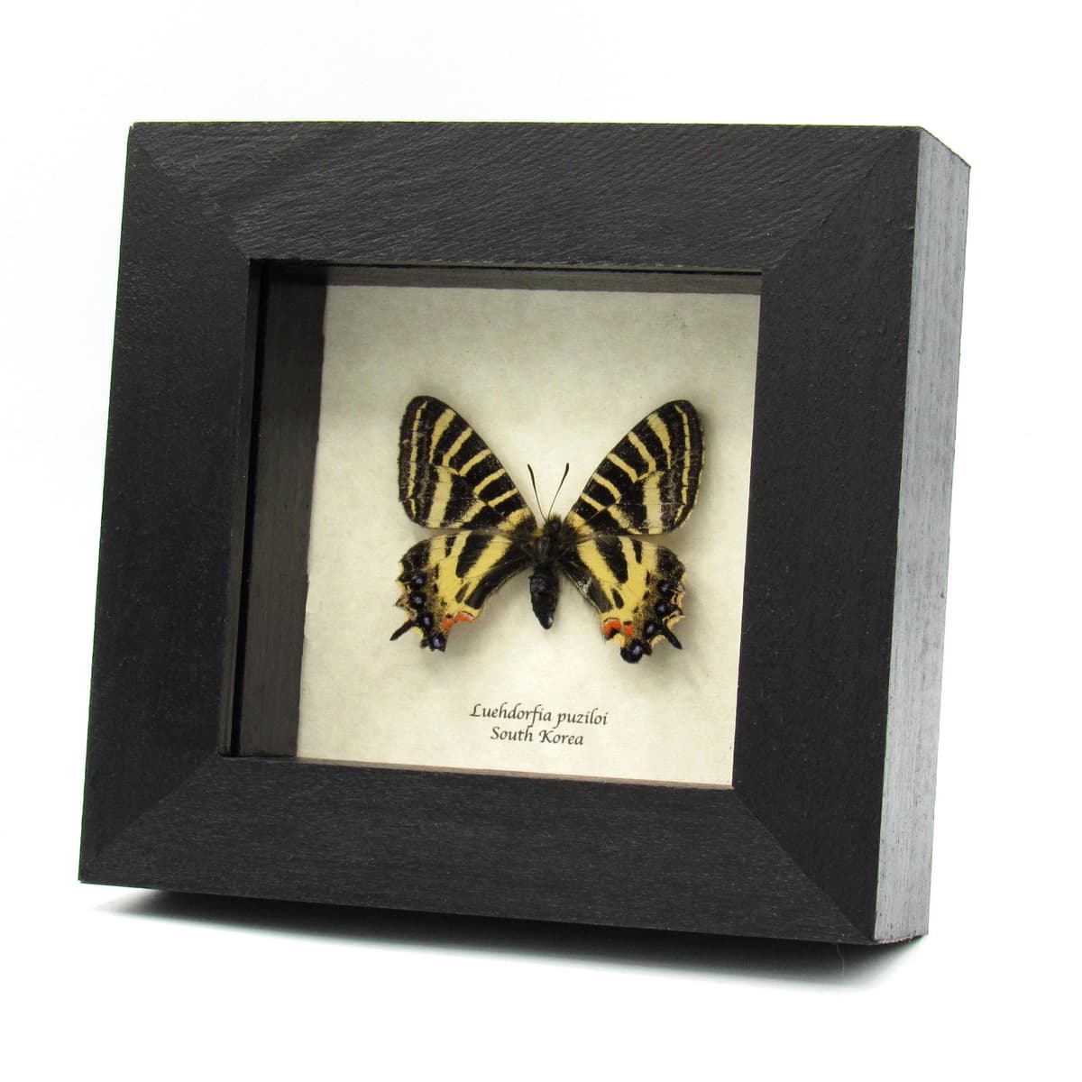 Real framed Princess Gifu Swallowtail butterfly framed specimen - Luehdorfia puziloi - female