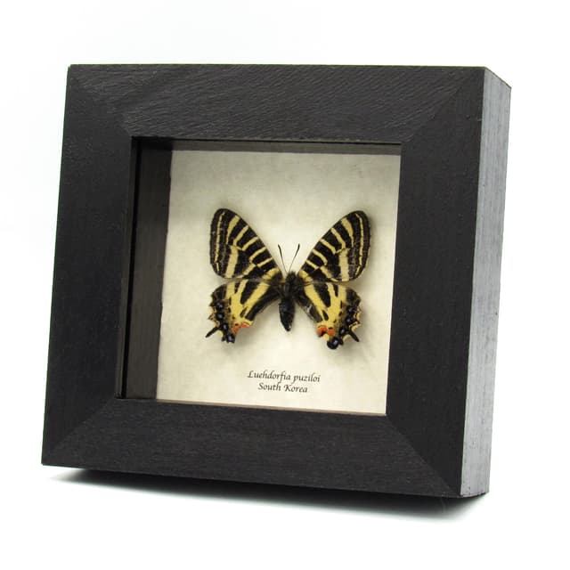 Real framed Princess Gifu Swallowtail butterfly framed specimen - Luehdorfia puziloi - female