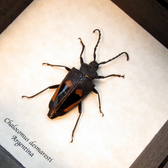 Real Longhorn beetle framed taxidermy - Calocomus desmaresti -female