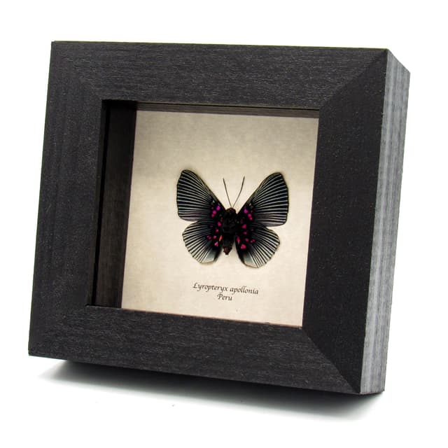 Real pink butterfly framed taxidermy - Lyropteryx apollonia