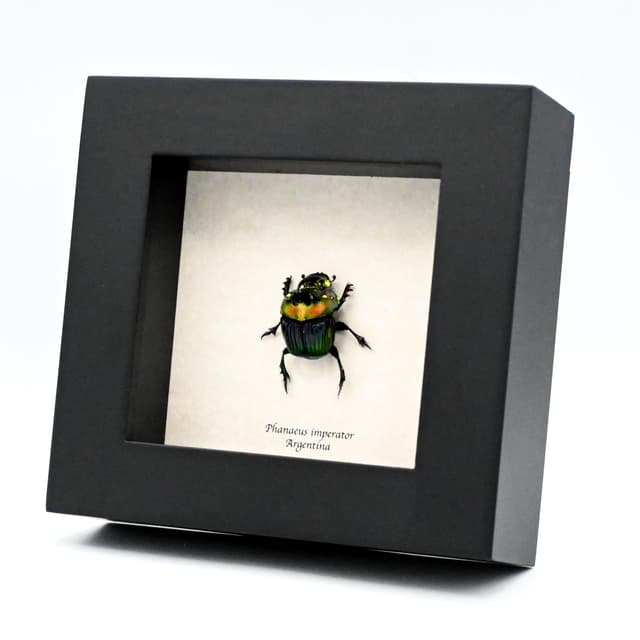 Real Rainbow Scarab Dung beetle framed taxidermy - Phanaeus imperator
