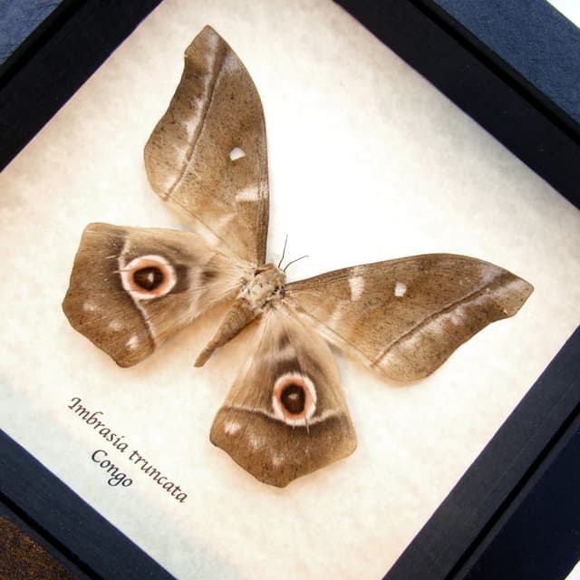 Real XL Saturn moth framed taxidermy - Imbrasia truncata - female