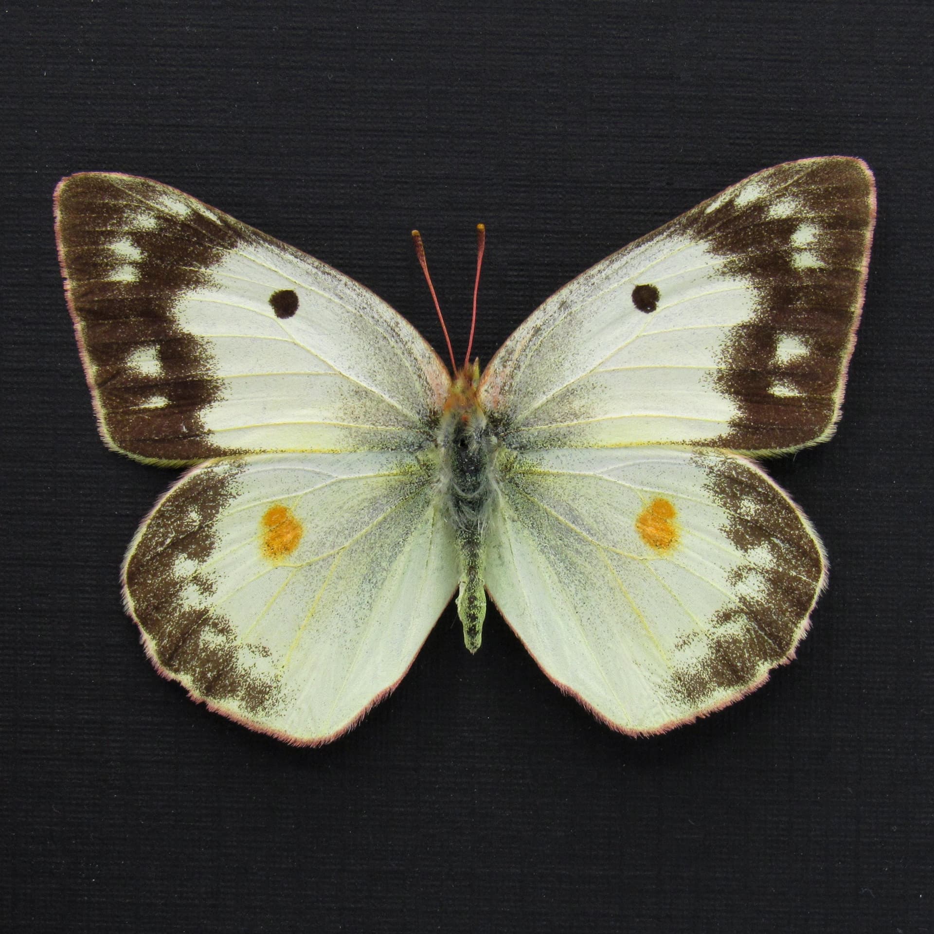Real White Sulphur butterfly framed taxidermy - Colias eurytheme - female