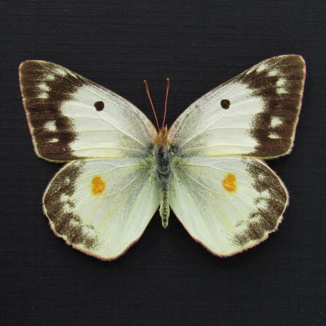 Real White Sulphur butterfly framed taxidermy - Colias eurytheme - female