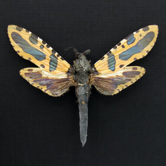 Rare metallic Leopard moth framed taxidermy - Chalcidica minea