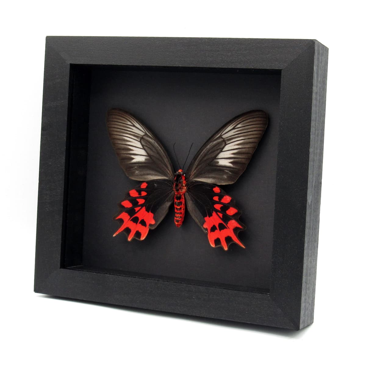 Real XL Vampire butterfly framed taxidermy - Atrophaneura semperi albofasciata - female